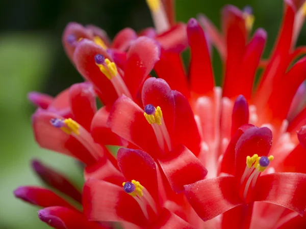 Nära håll bromeliader blomma. — Stockfoto