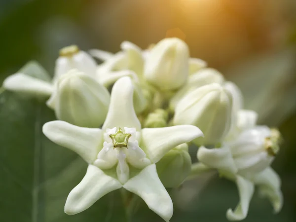 Kroon bloem op boom. — Stockfoto