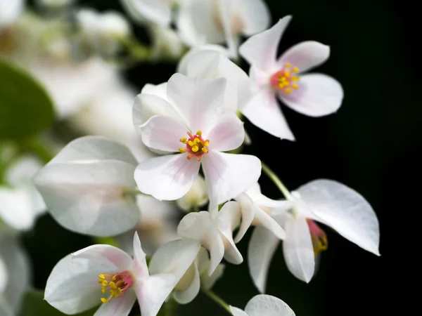 White Confederate wijnstok bloem. (Antigonon leptopus haak.) — Stockfoto