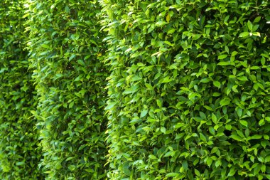 Banyan yeşil duvar arka plan bırakır