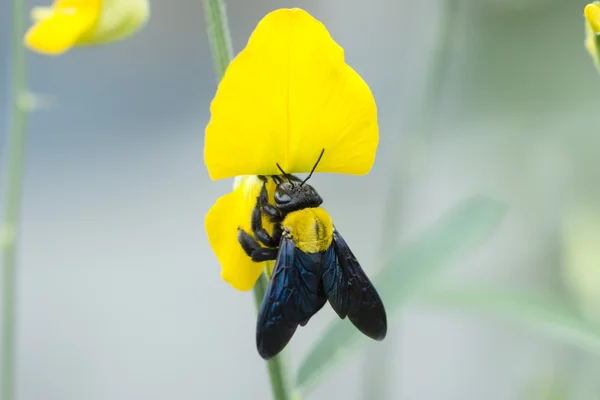 Bumble-bee sitting on Crotalaria juncea flower — Stock Photo, Image