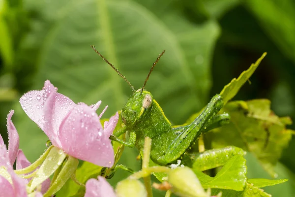 Close up of Grasshopper green — Stock Photo, Image