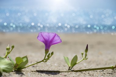 Sahilde Ipomoea çiçek.
