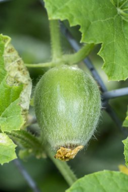Organik tarım, kavun meyve grupta büyüyor.