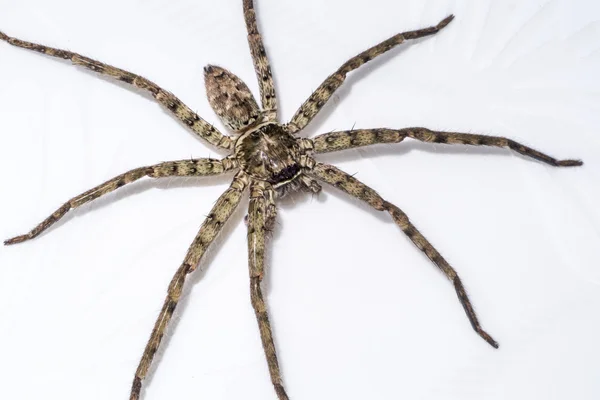 House spider — Stock Photo, Image