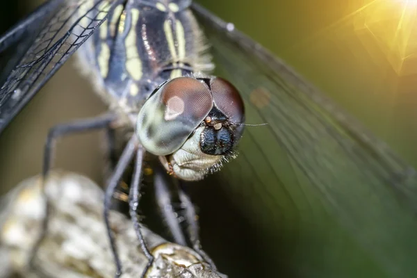 Fechar os olhos de libélula com luz solar . — Fotografia de Stock