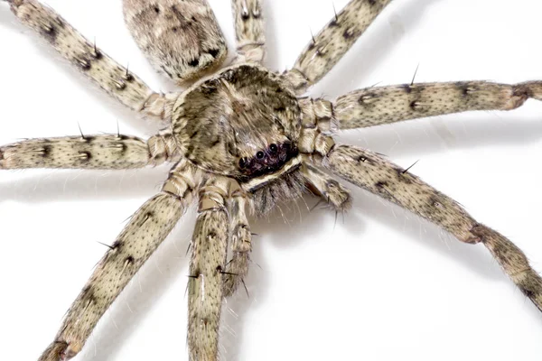 House spider — Stock Photo, Image