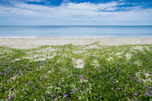 Ipomoea op het strand — Stockfoto