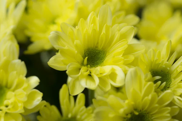 Yellow chrysanthemum flower background. (Un-focus image) — Stock Photo, Image