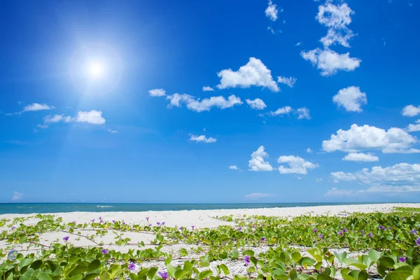 Ipomoea am Strand. — Stockfoto