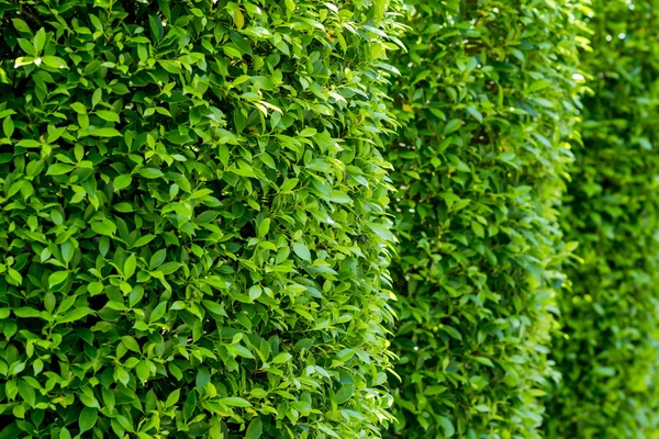 Banyan hinterlässt grüne Wand Hintergrund — Stockfoto