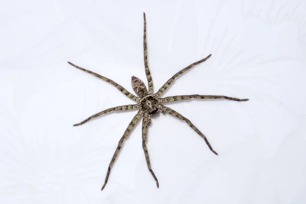 House spider — Stock Photo, Image
