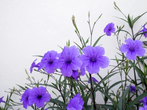 Flores roxas no jardim, Ruellia tuberosa (Acanthaceae ) — Fotografia de Stock