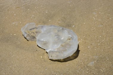 Sahilde ölü denizanası.