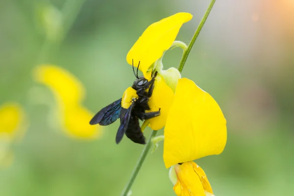 Bumble-abeja sentado en Crotalaria juncea flor — Foto de Stock