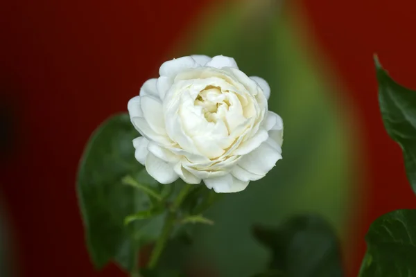 Weiße Jasminblüte. — Stockfoto