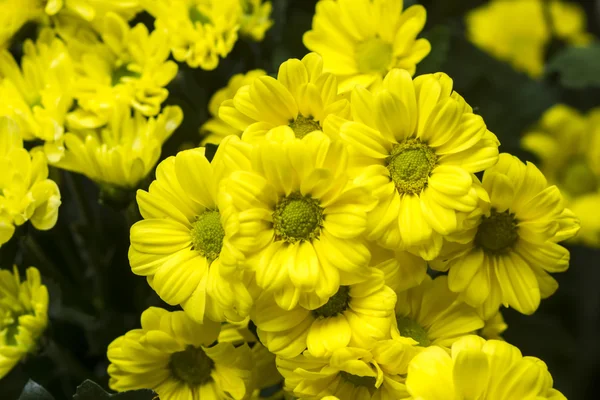 Yellow chrysanthemum flower background. (Un-focus image) — Stock Photo, Image