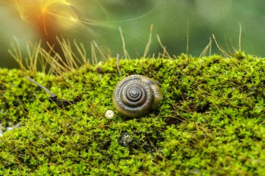 Işık yeşil yosun salyangoz kabuğu yumuşak odak.
