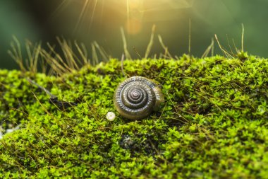Işık yeşil yosun salyangoz kabuğu yumuşak odak.