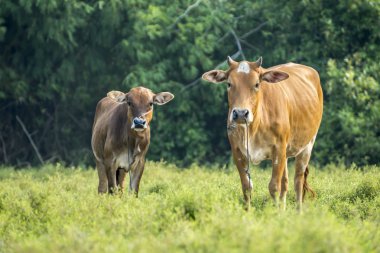 İnekler vurmak için arıyor.