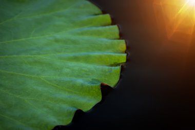 Siyah su ışık ile Lotus yaprağı.