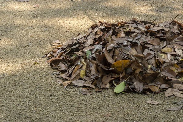 Brown fallen leaf laying on the ground. — Stock Photo, Image