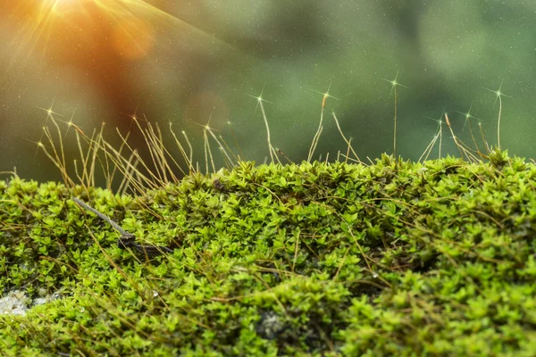 光と緑の苔のソフト フォーカス. — ストック写真