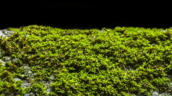 Soft focus of green moss with light. — Stock Photo, Image