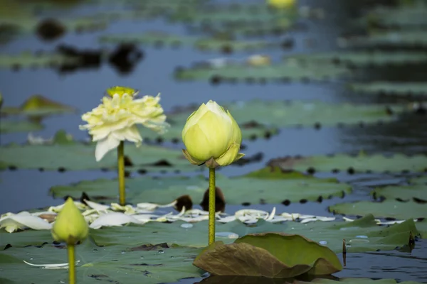 Grüne Lotusblume blüht am Morgen. — Stockfoto
