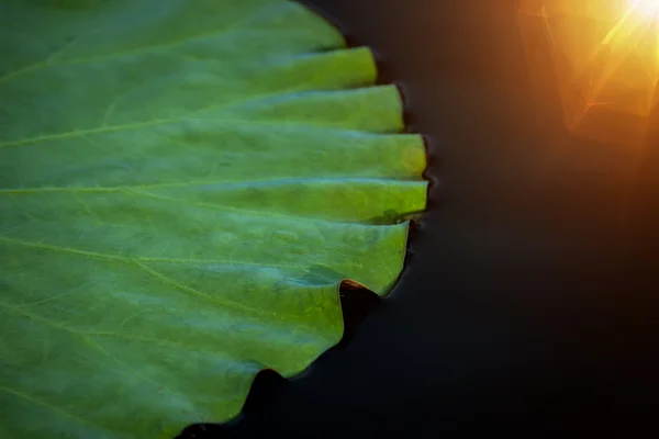 Lotus leaf on the black water with light. — Stock Photo, Image