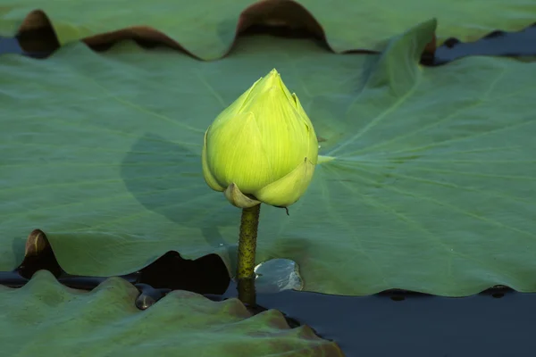 Flor de loto verde floreciendo . — Foto de Stock