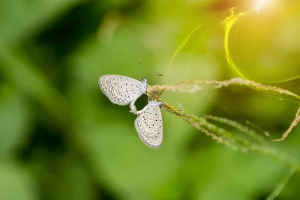 Motyl w ogrodzie. — Zdjęcie stockowe