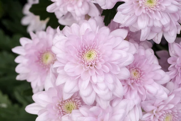 Primo piano del fiore di crisantemo viola — Foto Stock