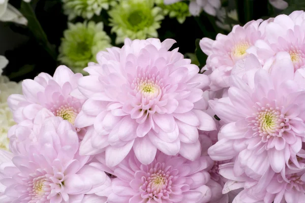 Primo piano del fiore di crisantemo viola — Foto Stock