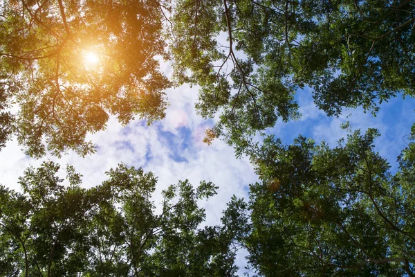 Der Baum mit Sonnenlicht. — Stockfoto