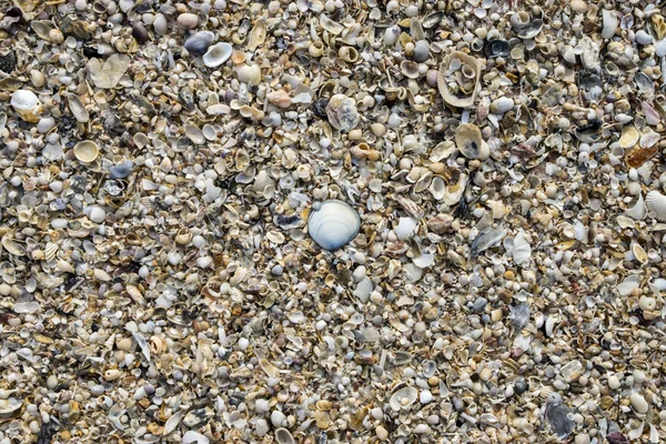 Shells on the beach background. — Stock Photo, Image