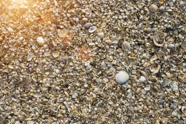 Muscheln auf dem Strand Hintergrund mit Sonnenlicht. — Stockfoto