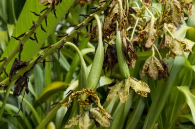 Pod kaplan orkide çiçek veya leopar çiçek.