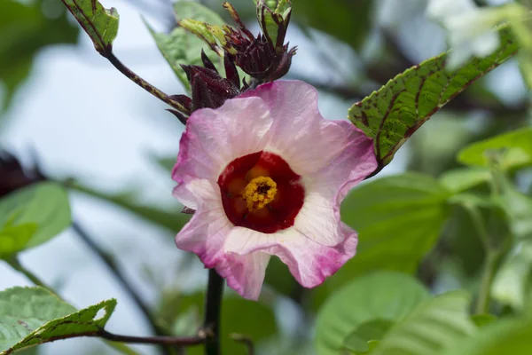 Hibiscus sabdariffa o flor de frutos rosados — Foto de Stock