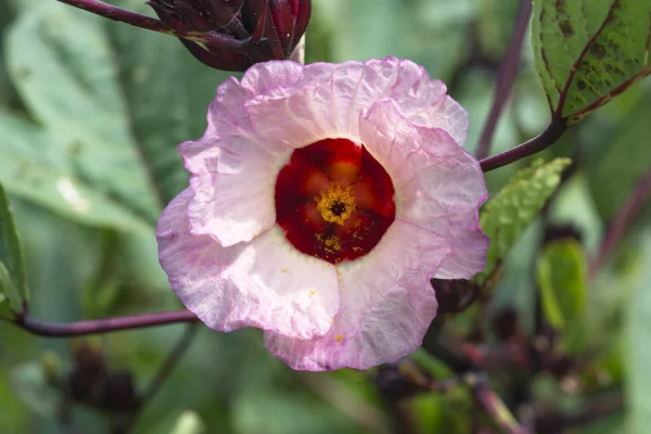 Hibiscus sabdariffa o flor de frutos rosados — Foto de Stock