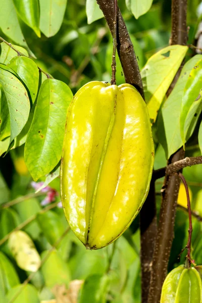 Sternfrucht am Baum. — Stockfoto