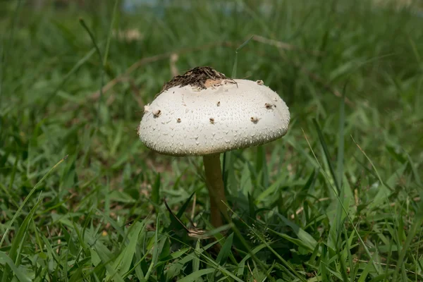 Vit giftig svamp. — Stockfoto