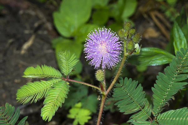 Schöne blühende rosa Blume empfindlicher Pflanze (Mimose)) — Stockfoto