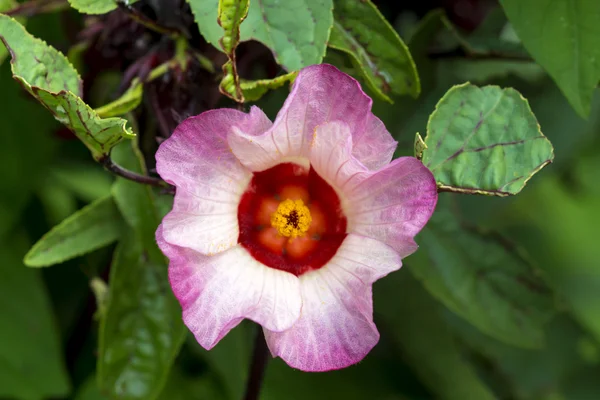 Ibišek sabdariffa nebo roselle ovoce květ — Stock fotografie