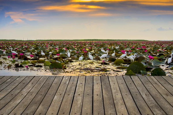 Wooden walkway on the lake with water lilies and birds. — Stock Photo, Image