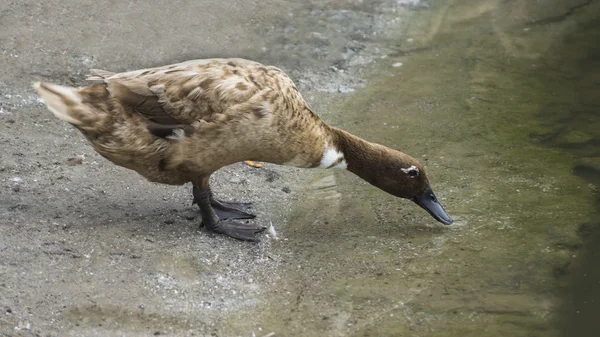 Ördek su içme. — Stok fotoğraf