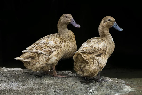 Two brown duck. — Stock Photo, Image