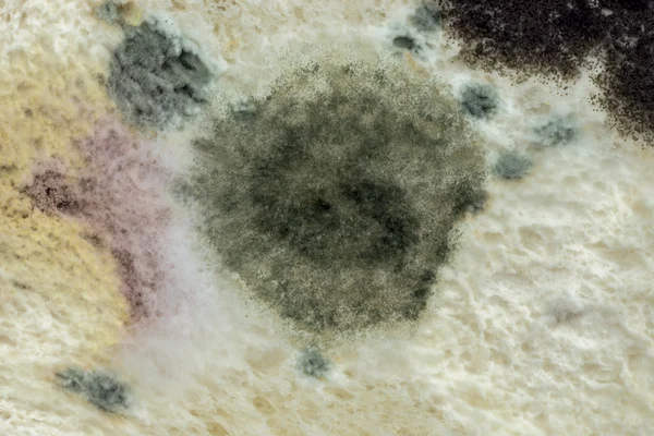 Macro picture of Mold color on the bread. — Stock Photo, Image