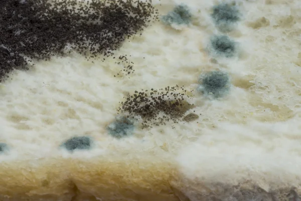 Macro picture of Mold on the bread. — Stock Photo, Image