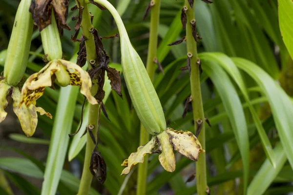 Pod de fleur d'orchidée de tigre ou fleur de léopard . — Photo